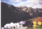 2001 Alpen Haiming 019